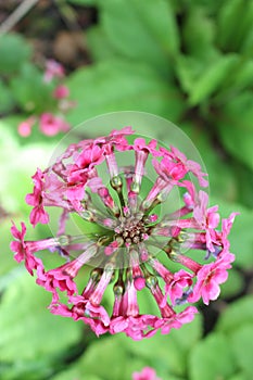 Mealy Primrose flowers - Primula Pulverulenta