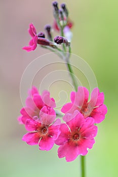 Mealy primrose Primula pulverulenta with pink candelabra flowers