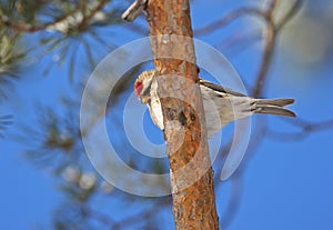 Mealy Redpoll, Grote Barmsijs, Carduelis flammea