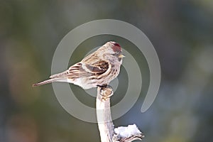 Mealy Redpoll, Grote Barmsijs, Carduelis flammea