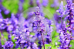 Mealy Sage flowers blooming in the garden