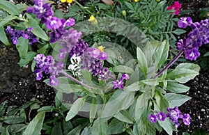 Mealy Sage, Salvia farinacea