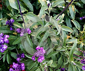 Mealy Sage, Salvia farinacea