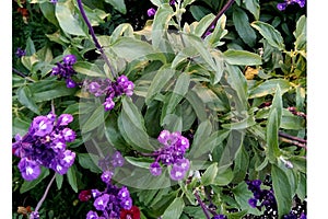 Mealy Sage, Salvia farinacea