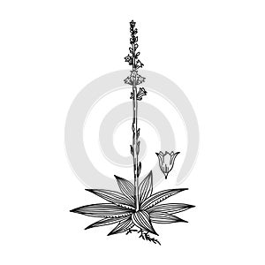 Mealy starwort line art plant concept, vector illustration.