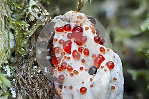 The Mealy Tooth Hydnellum ferrugineum is an inedible mushroom