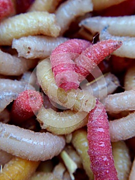 Mealy worms