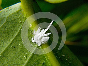 a Mealybug. Aphids on a green leaf. close up , macro