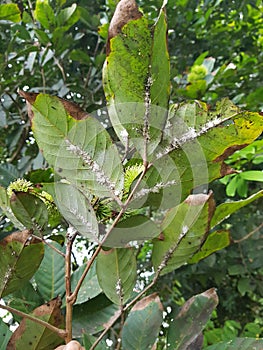 Mealybug attack on rambutan leaf
