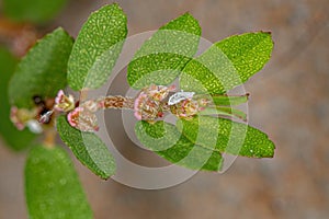 Mealybug on a branch of the plant Red Caustic-Creeper