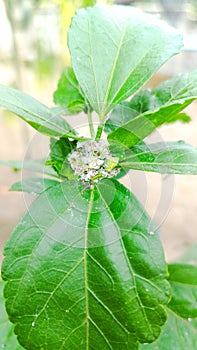 Mealybug and green aphid attack Chinese hibiscus flower in thai land