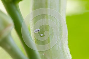 Mealybug infestation growth of plant. Macro of mealybug. Mealybugs on the okra plant.