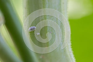 Mealybug infestation growth of plant. Macro of mealybug. Mealybugs on the okra plant.