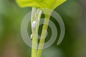 Mealybug infestation growth of plant. Macro of mealybug. Mealybugs on the okra plant.