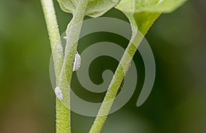 Mealybug infestation growth of plant. Macro of mealybug. Mealybugs on the okra plant.