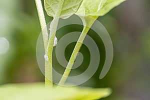 Mealybug infestation growth of plant. Macro of mealybug. Mealybugs on the okra plant.