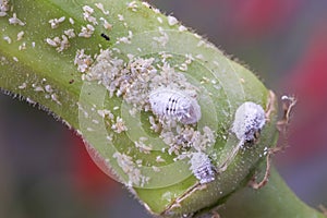 Mealybug infestation growth of plant. Macro of mealybug. Mealybugs on the okra plant.