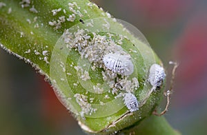 Mealybug infestation growth of plant. Macro of mealybug. Mealybugs on the okra plant.