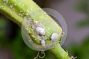 Mealybug infestation growth of plant. Macro of mealybug. Mealybugs on the okra plant.