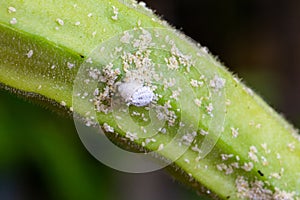 Mealybug infestation growth of plant. Macro of mealybug. Mealybugs on the okra plant.