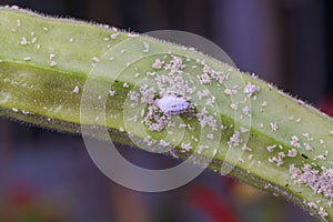 Mealybug infestation growth of plant. Macro of mealybug. Mealybugs on the okra plant.