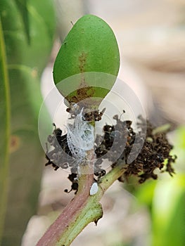 Mealybug insect attack on young mango fruit in viet Nam.