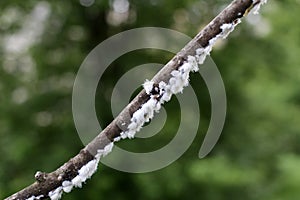 Mealybug insect on a plant