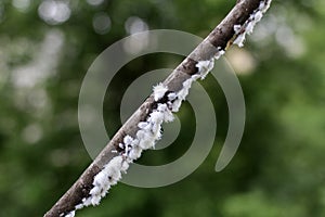 Mealybug insect on a plant