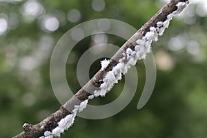 Mealybug insect on a plant