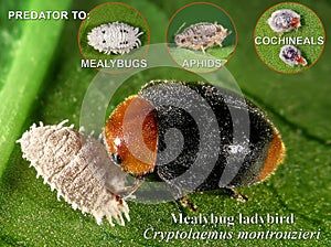 Mealybug ladybird (ladybird), Cryptolaemus montrouzieri