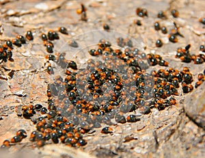 Mealybug ladybirds, Cryptolaemus montrouzieri
