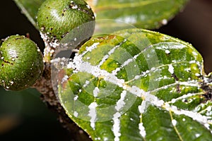 Mealybug on leaf figs. Plant aphid insect infestation