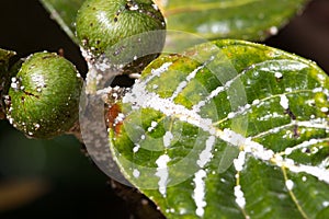 Mealybug on leaf figs. Plant aphid insect infestation