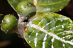 Mealybug on leaf figs. Plant aphid insect infestation