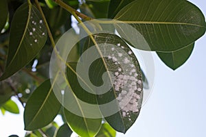 Mealybug on leaf figs. Plant aphid insect infestation Ficus elastica