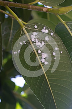 Mealybug on leaf figs. Plant aphid insect infestation Ficus elastica