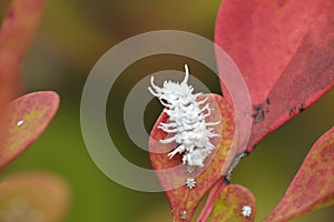 Mealybug mealy bug bugs on leaves