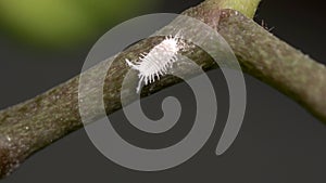 Mealybug on orchid branch