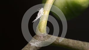 Mealybug on orchid branch