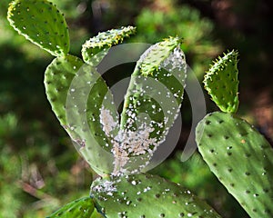 Mealybug pest on cactus