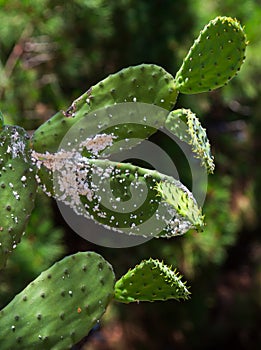 Mealybug pest on cactus