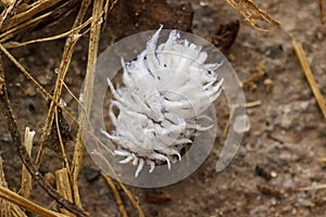 Mealybug pest macro Pseudococcidae on ground of garden photo
