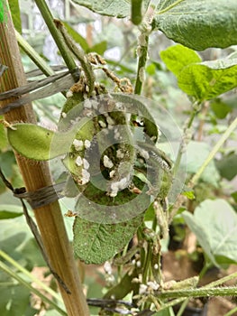 mealybug pests on soybean plants