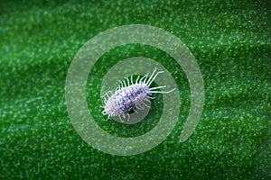 Mealybug, planococcus citrus, dangerous pest on orchid leaf. Macro photo of tropical damaging insect photo