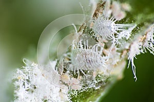 Mealybug, planococcus citrus, dangerous pest on orchid. Macro photo of tropical damaging insect photo
