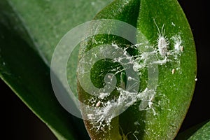 Mealybug on plant leaves, close-up. Orchid damage by dangerous pests. Pseudococcus longispinus