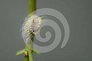 Mealybug, a small sap-sucking scaly insect close-up macro photograph