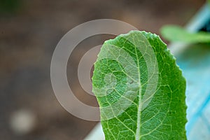 A mealybug on vegetables in salads