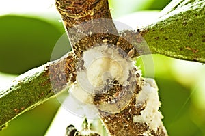 Mealybugs