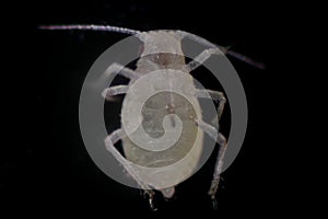 Mealybugs are insects in the family Pseudococcidae.